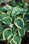 Hosta Earth Angel